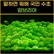 [물풀정원] 달팽이없는 깨끗한 수초 암브리아 10줄기 수질정화 수초키우기 구피 베타 물고기 새우 은신처, 1개