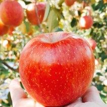 의성사과 이슬마루사과 4kg 14-16 의성진사과, 상세페이지 참조