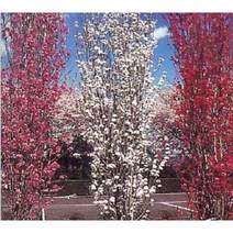 활엽수 직립꽃복숭아(적색) 개화주(분)