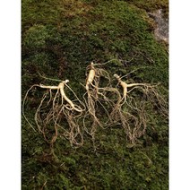 운봉산삼 5-6년근 10뿌리 산삼 산양삼 장뇌삼 산양산삼 추석선물