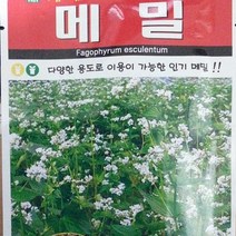 [가람종묘사] 메밀 씨앗(건조한 땅에서도 싹이 잘 트고 재배가 용이하며 다양한 용도로 이용이 가능한 품종)