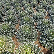 왕비세설 크기 약 22cm 용인수다육, 1개