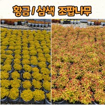 15센티 화분 황금조팝나무 / 삼색조팝 조경수 / 화분묘 / 정원식물 / 노지월동, 황금조팝, 1개