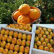 #[행복농장]당도선별 제주 하우스 제철노지 고당도 감귤, 1box, 제주감귤 3KG/중대과