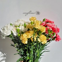 [코코 플라워] 스프레이 카네이션 스승의날 어버이날 생화택배 꽃배달싼곳 반단 한단, 노랑