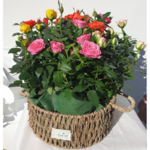 미니장미 사계장미 양재꽃시장 월동가능 노지월동 꽃바구니, 1개 전용 봉투