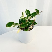 호야 꽃 피는 식물 키우기 쉬운 그늘에서 잘 자라는 카페 화장실 공기청정 덩쿨, 호야 소형, 원형세라믹화분+관리카드+서비스영양제