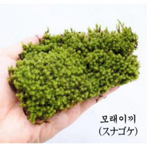 [우야플랜트샵] 국산 모래이끼 서리이끼 미니분경, 3개