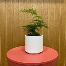 아스파라거스나누스 화이트세라믹 기본마사 추위에강한 반음지 그늘에서잘자라는 음지식물, 검정화산석, 이태리 아레나, 1개