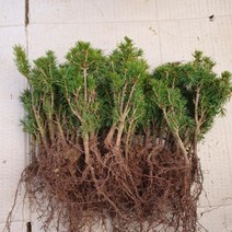 코니카가문비 삽목2년생 묘목 1주(개) 키15cm내외, 상품선택