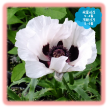 [나은식물원]151.꽃 양귀비(콰이어보이) 10립