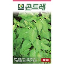 뿌리채 7g - 씨 씨앗 뿌리갓 밑갓씨앗 밑갓씨 나물씨 나물씨앗 민속채소 채소씨 채소씨앗 민속씨앗, 15_다농_곤드레(고려엉겅퀴)(100립)