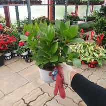 쿠루시아 크루시아 중품 반려식물 25~40cm 85