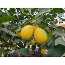 국내육성 신품종 3년생 제라몬 /향기 진한 국내산 레몬 가정원예 농가과수용