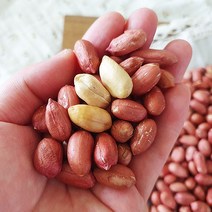 [산지직송] 좋은물과 흙이 만들어낸 땅콩! 22년 여주 햇 생 땅콩 500g, 1개