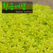 허브여울다육 황금세덤 지름 9cm 소품화분, 1개
