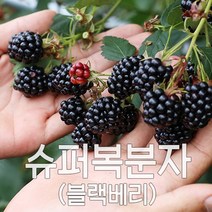 슈퍼 복분자 블랙베리 2023년 햇 수확 냉동발송, 1box, [특품]10kg 트레이포장