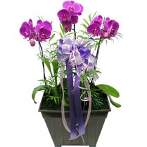 엔젤플라워 초특가할인 고급 동양란 서양란 BEST 개업 승진, B09 호접3대, 1개