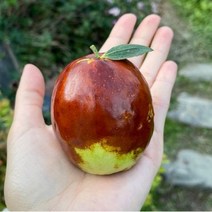 꿀당 산지직송 사과대추 왕사과대추, 2kg(특과), 1개