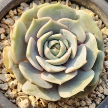 다육식물(로라) 2개(랜덤발송), 2개