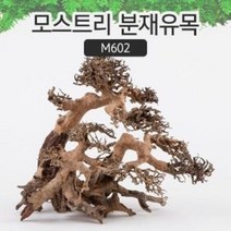 모스트리 분재유목L M602