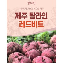탐라인 제주 고당도 100% 레드비트즙 12브릭스 이상 100ml x20포 30포, 20포