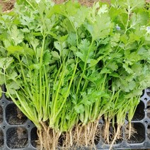 당일수확 고수 고수나물 고수풀 향신료고수, 고수나물 1kg, 1개