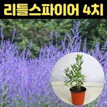 러시안세이지 4치포트 리틀스파이어 야생화 러시안세이지모종 화분, 1개