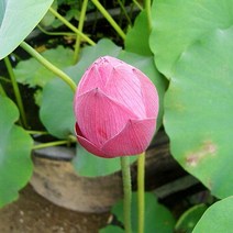 연꽃(홍연)화분묘/모종/c2738