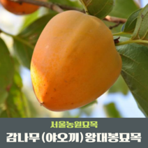 서울농원묘목/감나무 묘목 대봉 야오끼(왕대봉) 둥시 차량단감 월하시, 중묘