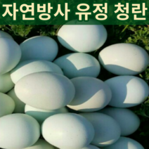 강원도 자연방사 무항생제 청란 청계알 난각번호 1번 1호 청계종란 자연 방목계란 청계닭 알 계란 유정청란 유정란 청계닭 신선란 월간 토종닭 30구 30알