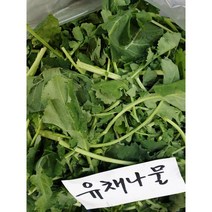 유채 나물 1kg 생 시나나빠 겨울초 하루나 봄나물