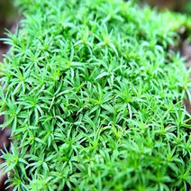 초등관찰과학실험용 솔이끼(암그루 수그루) 과학실습 실험준비물, 수그루