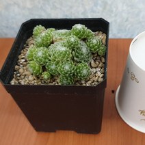 예화원 거미줄바위솔