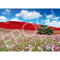 EPOCH 500 피스 직소 퍼즐 코스모스 샤인 가을 힐-이바라키 (38 x 53cm), 1개, 상품명참조