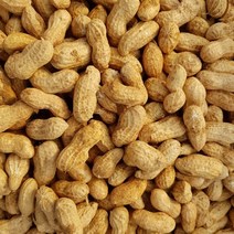 국산 햇 생땅콩 피땅콩, 500g, 1개