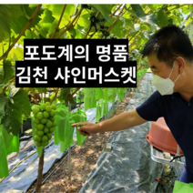 씨없는 청포도 선물용 김천 과일 샤인머스켓 2kg(2~4수), 포장있음(3000원 추가)