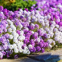 [모야모 꽃씨] 알리섬 3색상 30립 씨앗 선택구매, 화이트 30립, 1개