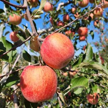 함양사과 지리산사과 부사사과 10kg 40/44내외, 상세페이지 참조