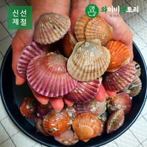 [당일조업]남해 고흥산 홍가리비 3kg, 1개