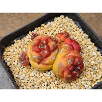 선인장/리치아이금-2447 아프리카농장
