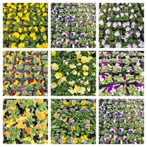 비올라 꽃 모종 봄꽃 화단꾸미기 비올라모종, 연노랑, 모종12개