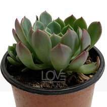 나나후쿠미니-에케베리아/로제트/붉은잎색/다육식물, 1개