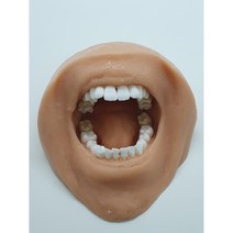 구강 치아 모형 치과 치위생 실습용 입모형 덴티폼