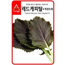 경수채 교나씨 레드캐피탈 적 3g 샐러드 씨앗 종자 종묘, 본상품선택