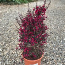 모종/호주매화-레드(더블) : 10cm분/2개 KC303