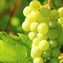 [모종가게] 샤인머스켓 과실수 묘목 모종 화분, 샤인머스켓1개