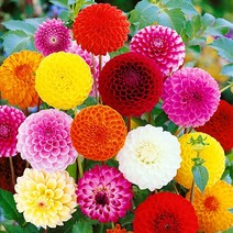 [모야모 꽃씨] 다알리아 씨앗, 폼폰(Pom-pon) 혼합색 10립, 1개