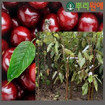 체리나무 체리묘목 체리나무묘목 하트체리나무 스위트하트체리 자가수정체리
