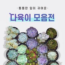 다육이 총 집합!! (지름 8~9cm) 1.라울2.먼로3.핑크프릴4.방울복랑5.크리스마스 6.파블로 7.비취후리데 8.레티지아 9.라일락 10.티피, 1.라울, 1개